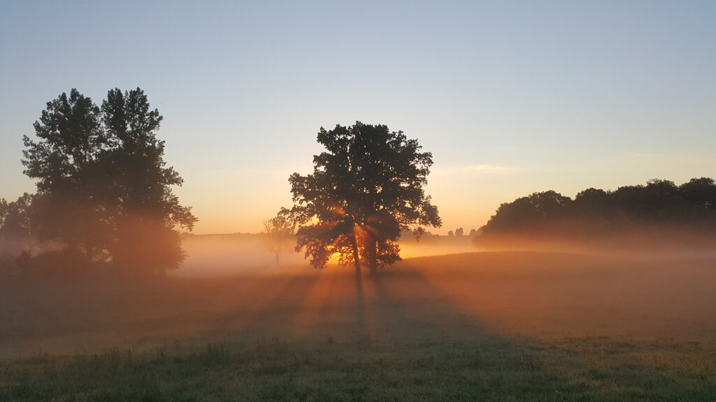 Sun beams shine through trees in a foggy countryside pasture. Original public domain image from Wikimedia Commons