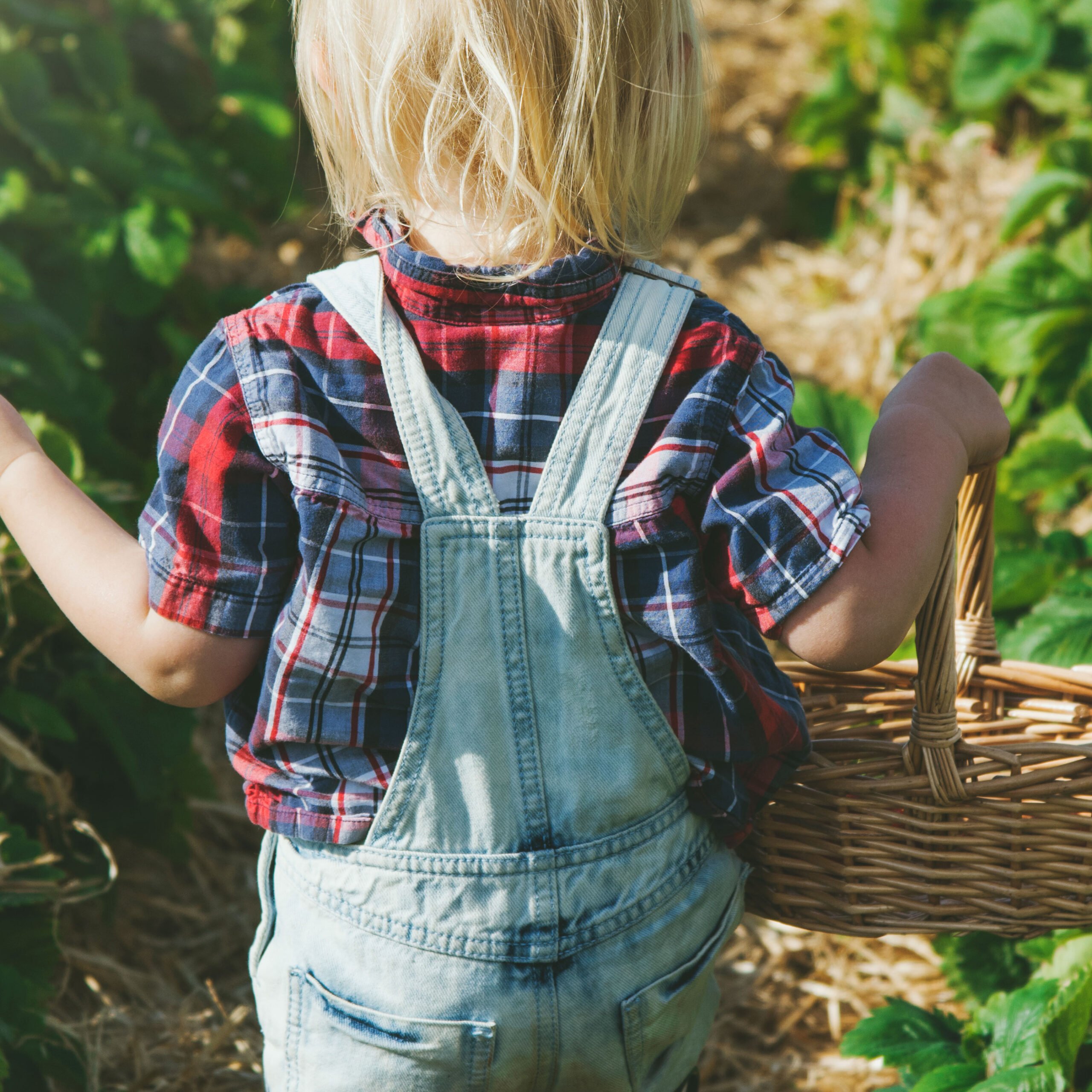 child_picking