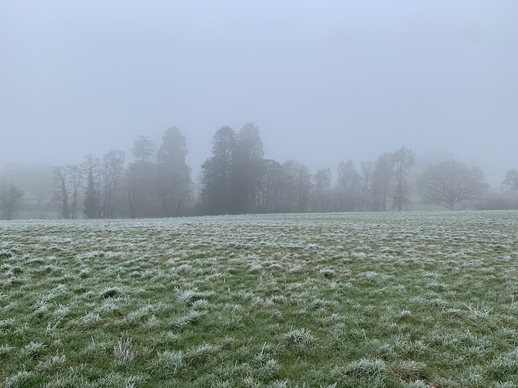 front lawn winter